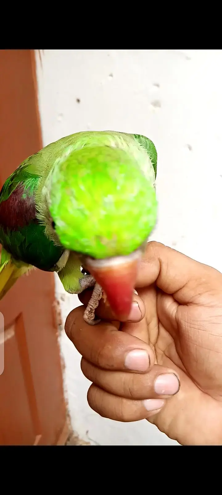Hand tame — photo 4