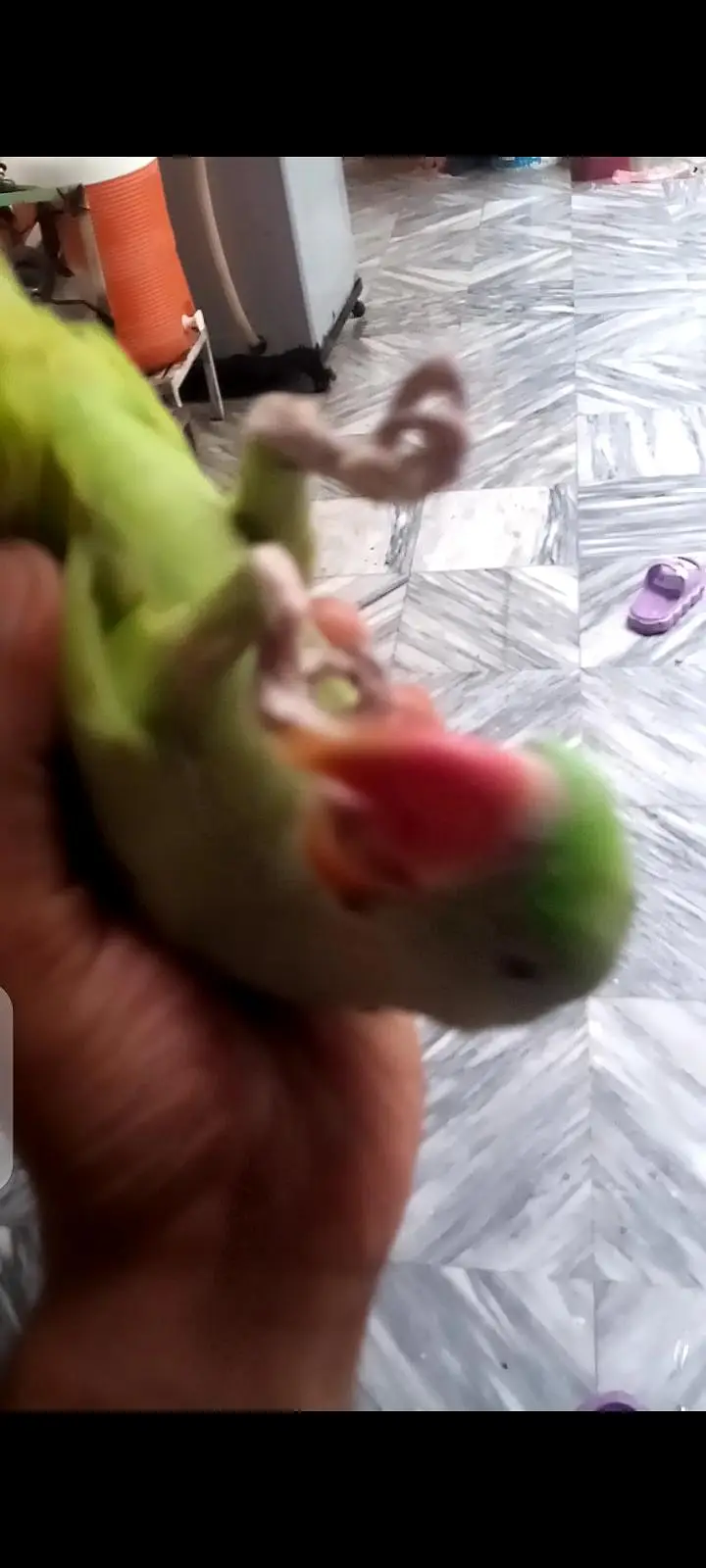 Hand tame — photo 8