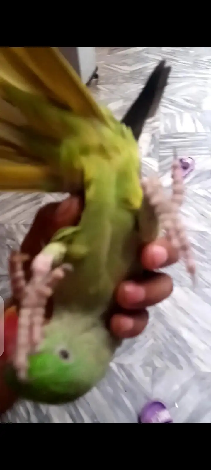 Hand tame — photo 9