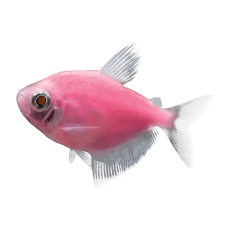 Mystery Fish Pink Warm Fish