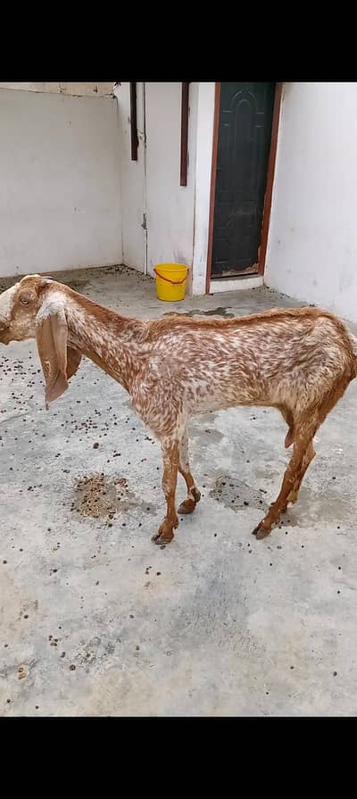 black makhi cheene and dumba for sell