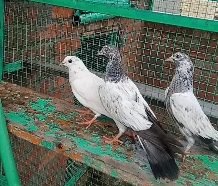 1000 pr cross baby pigeons resulted. . 03259426356 only what's up