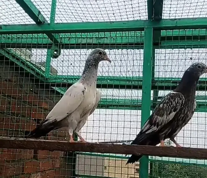 1000 pr cross baby pigeons resulted. . 03259426356 only what's up — photo 2