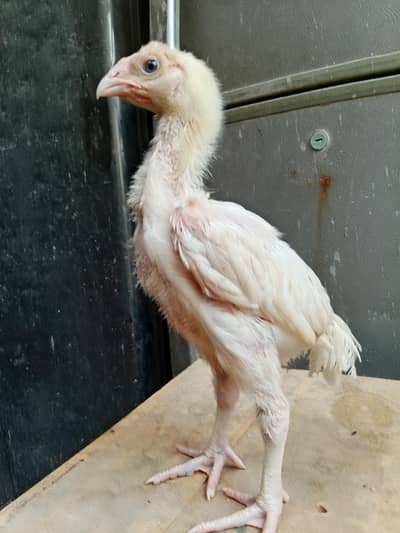Quality White German O Shamoo Chicks available in different ages.