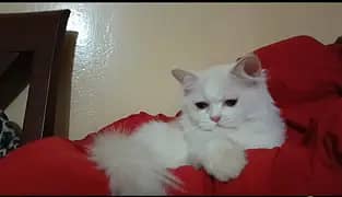 persian kitten/cat/female/triple coat