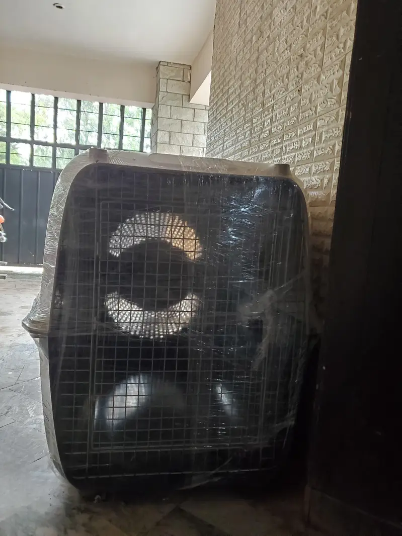 Jumbo Size Dog Jet Box