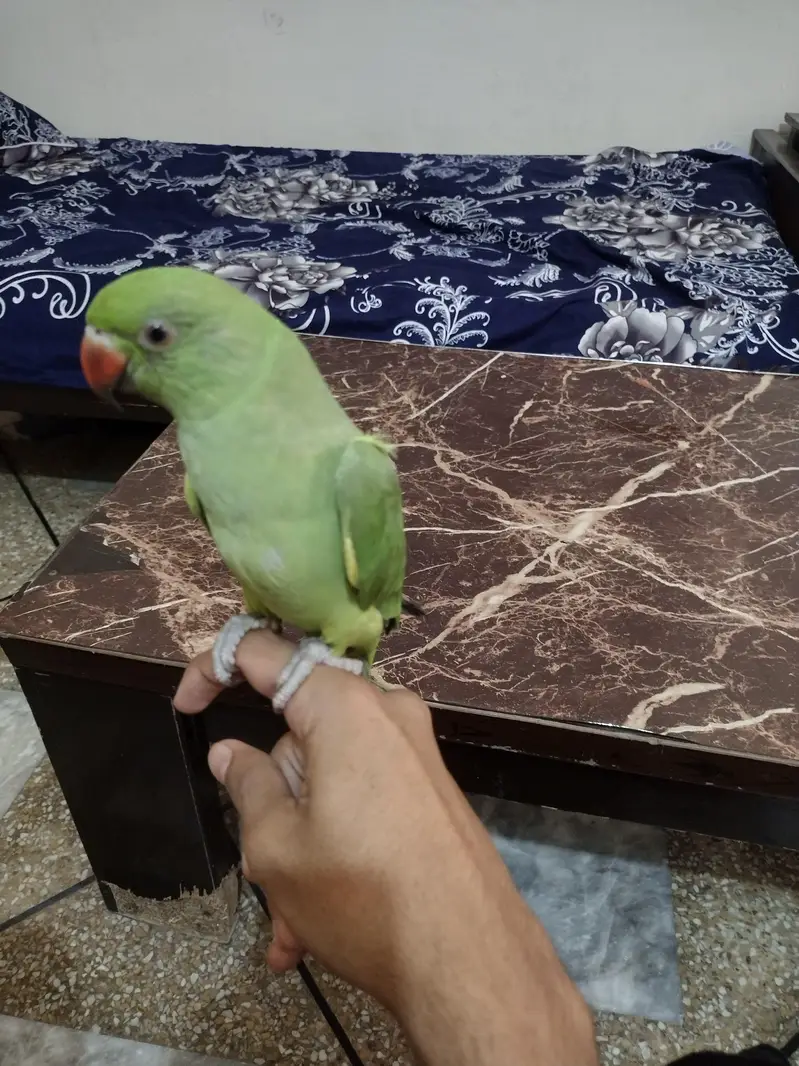 0 bite full tame + Talking female 03204590697 what's app
