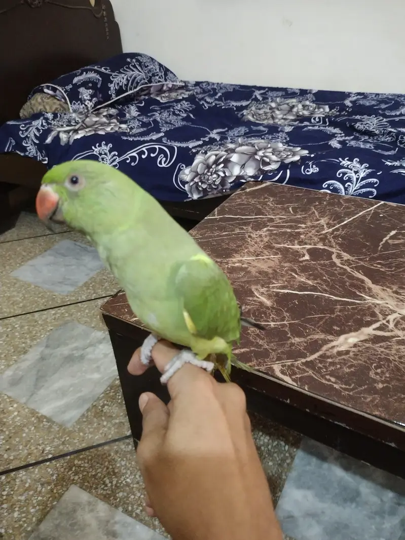 0 bite full tame + Talking female 03204590697 what's app — photo 2