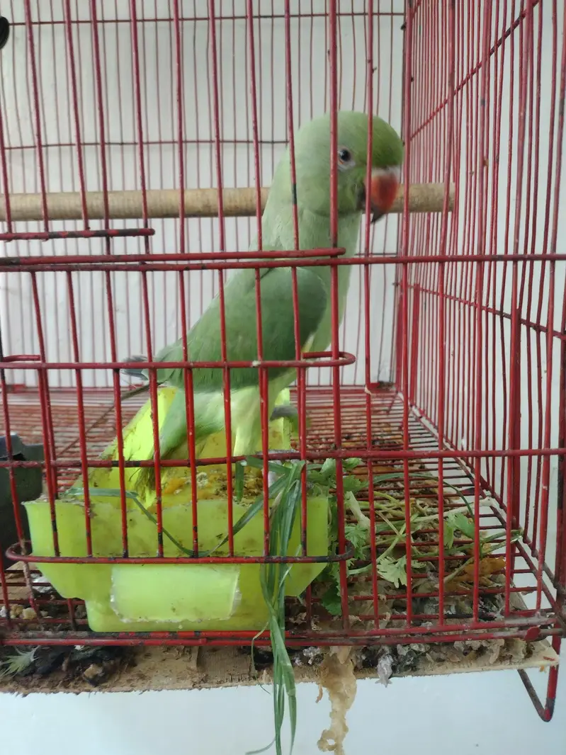 0 bite full tame + Talking female 03204590697 what's app — photo 4