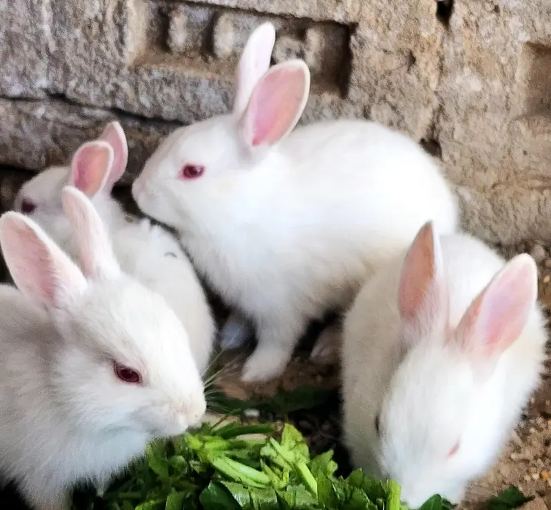 pure white RED EYE rabbits — photo 2