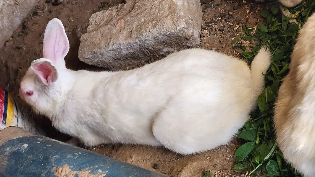 pure white RED EYE rabbits — photo 3
