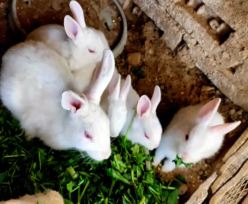 pure white RED EYE rabbits — photo 4