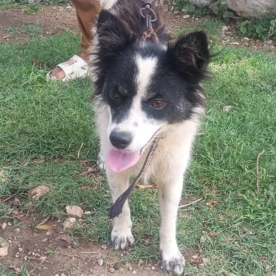 Dog for sale