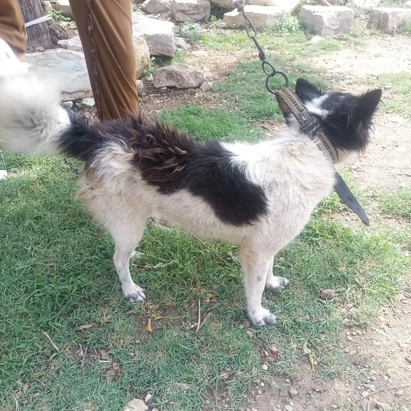 Dog for sale — photo 2