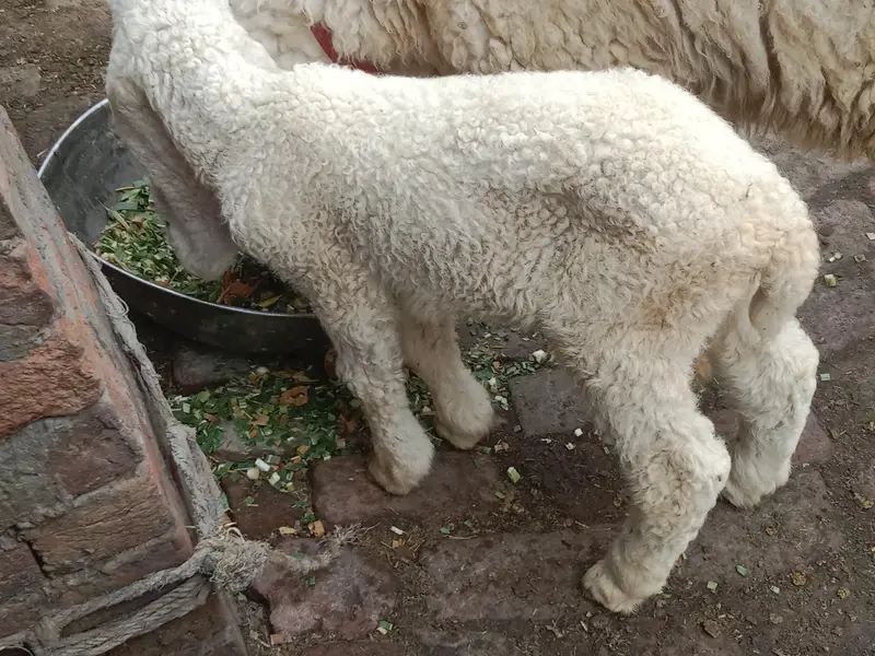 buht he kubsurt bhir kajli or bach bi kaji ha 03094037476 — photo 6