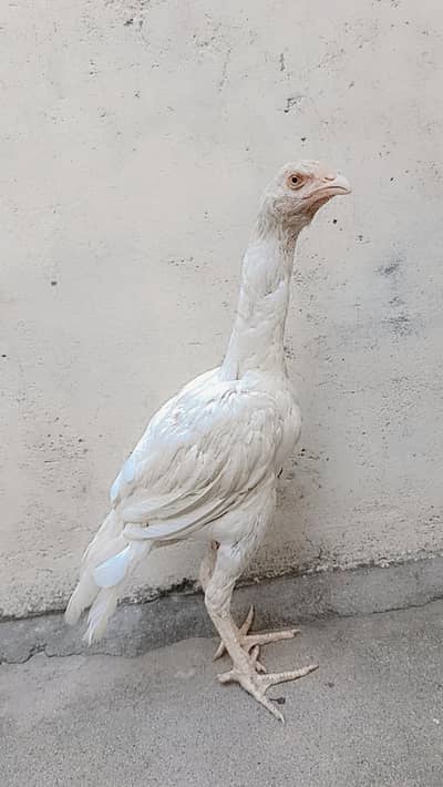 Heera Aseel Paper White