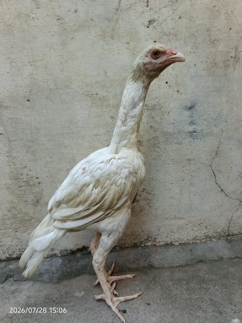 Heera Aseel Paper White — photo 2
