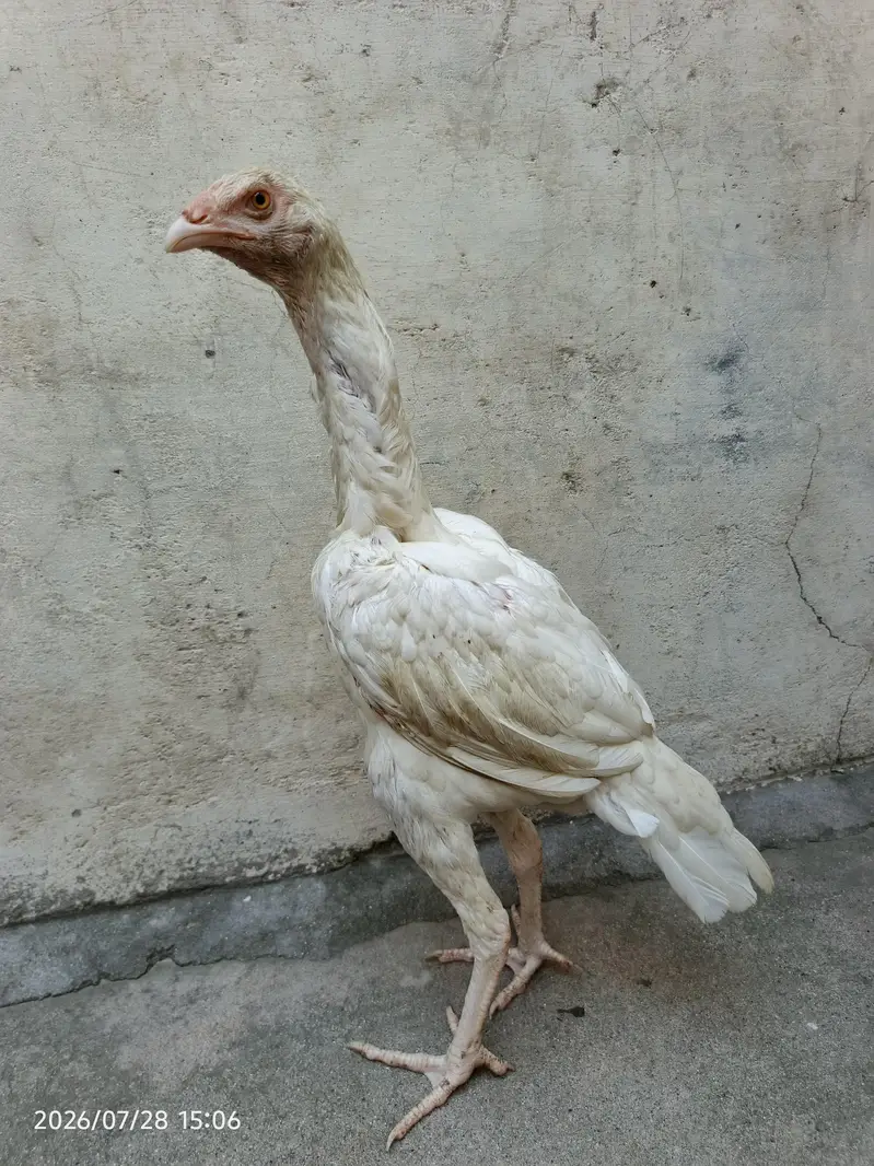 Heera Aseel Paper White — photo 3