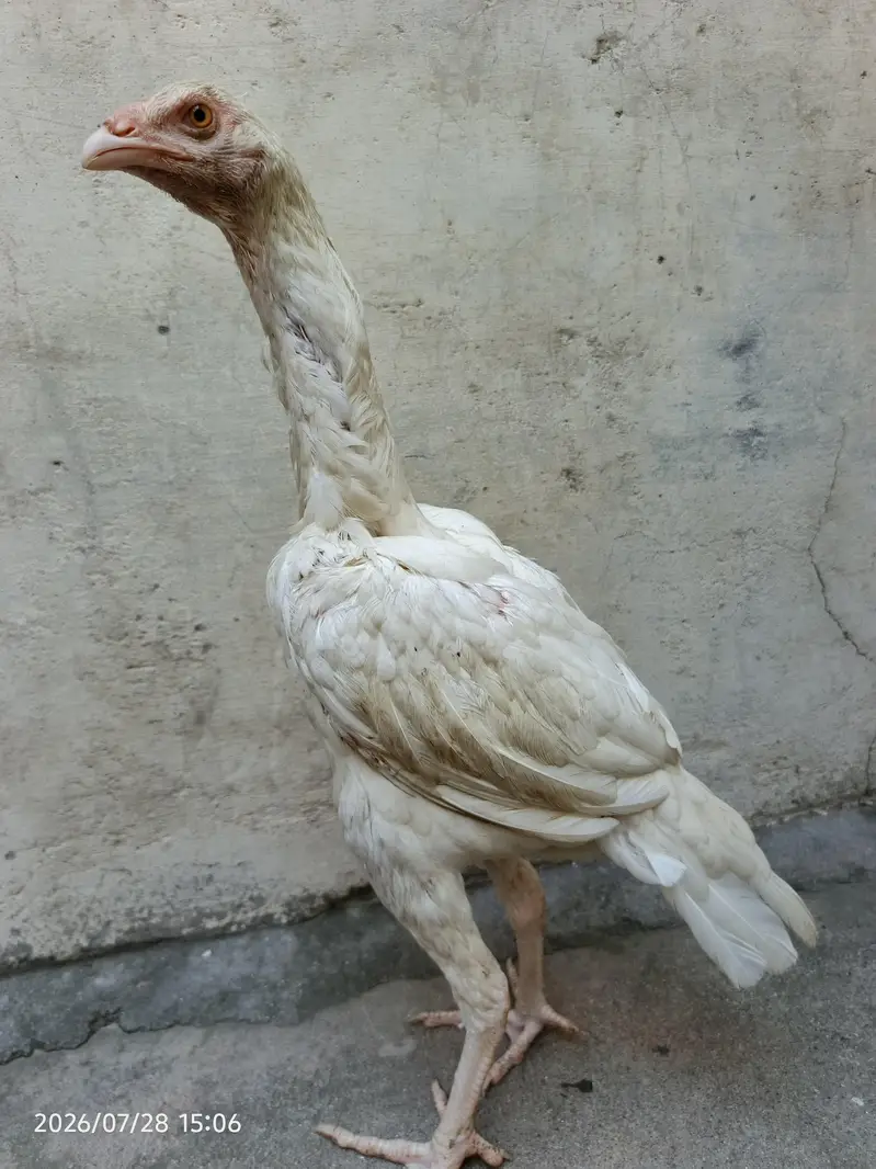 Heera Aseel Paper White — photo 4