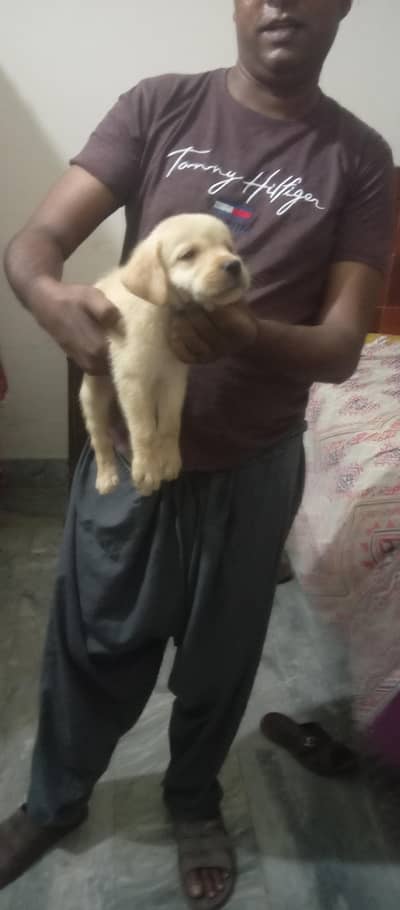 Lab Dog for sale