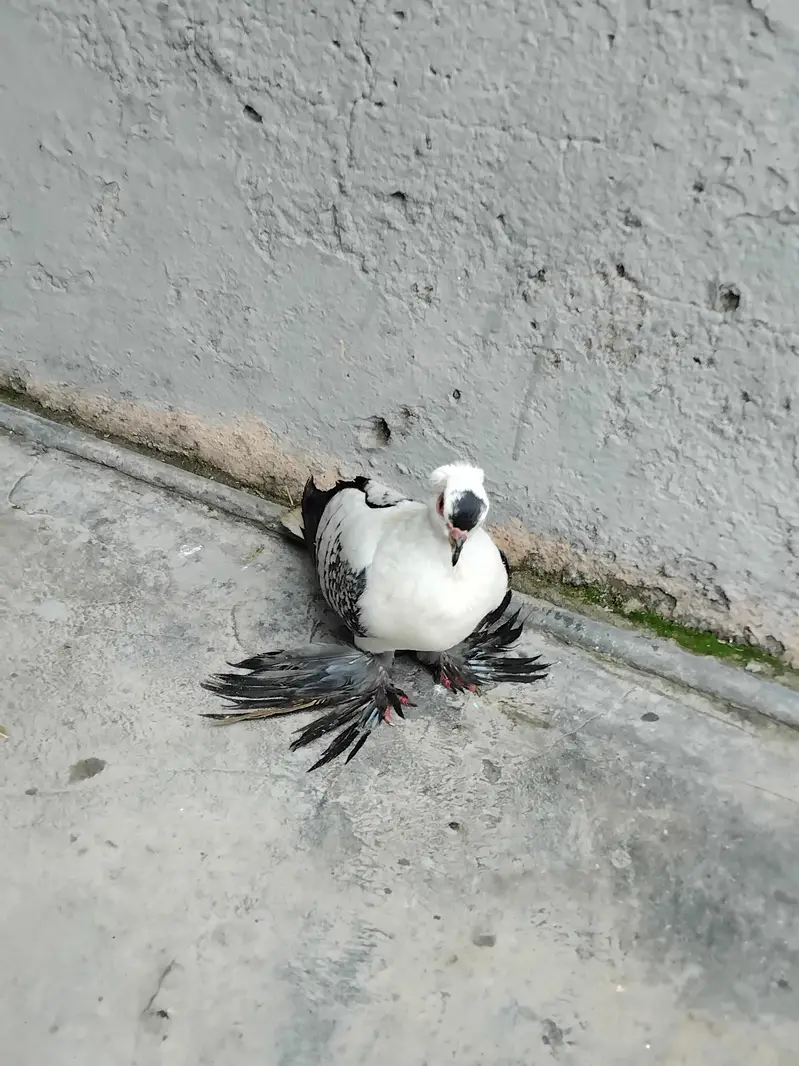 swallow — photo 2
