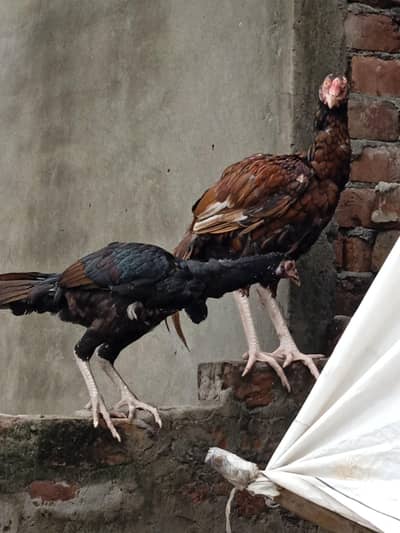 aseel bird pair Pakistani Thai cras