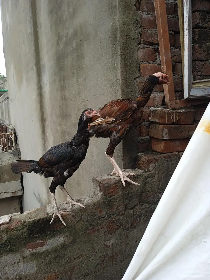 aseel bird pair Pakistani Thai cras — photo 2