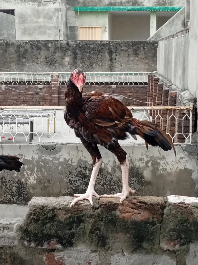 aseel bird pair Pakistani Thai cras — photo 3