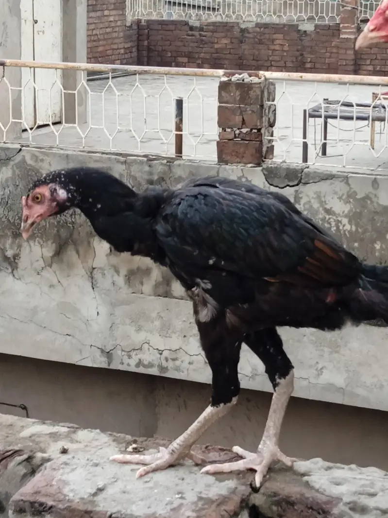 aseel bird pair Pakistani Thai cras — photo 4
