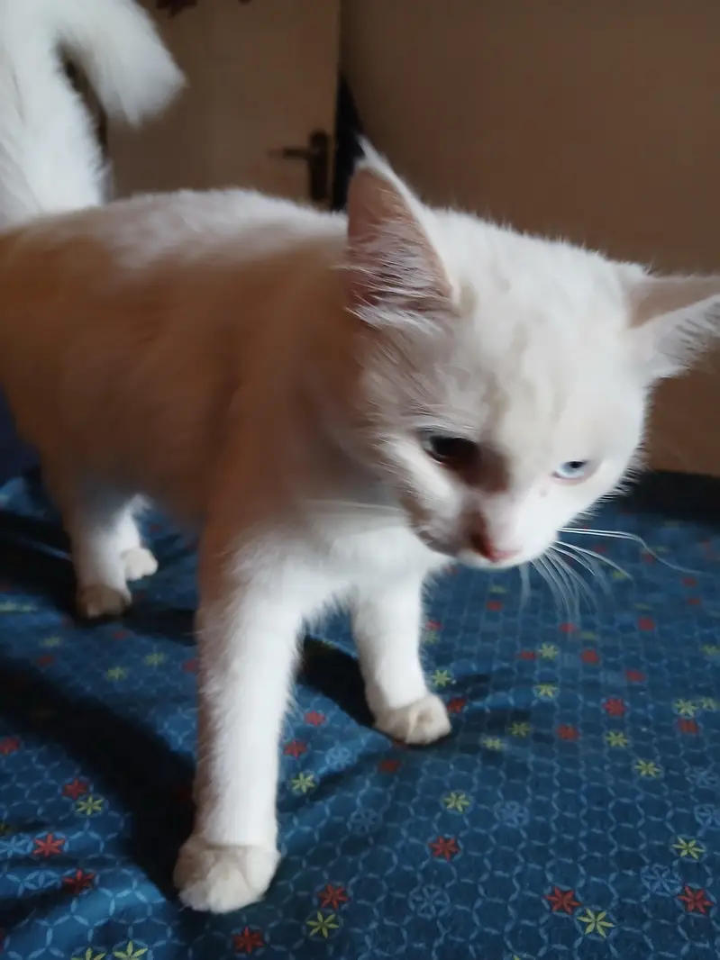 playful adorable litter trained male and female cat — photo 4