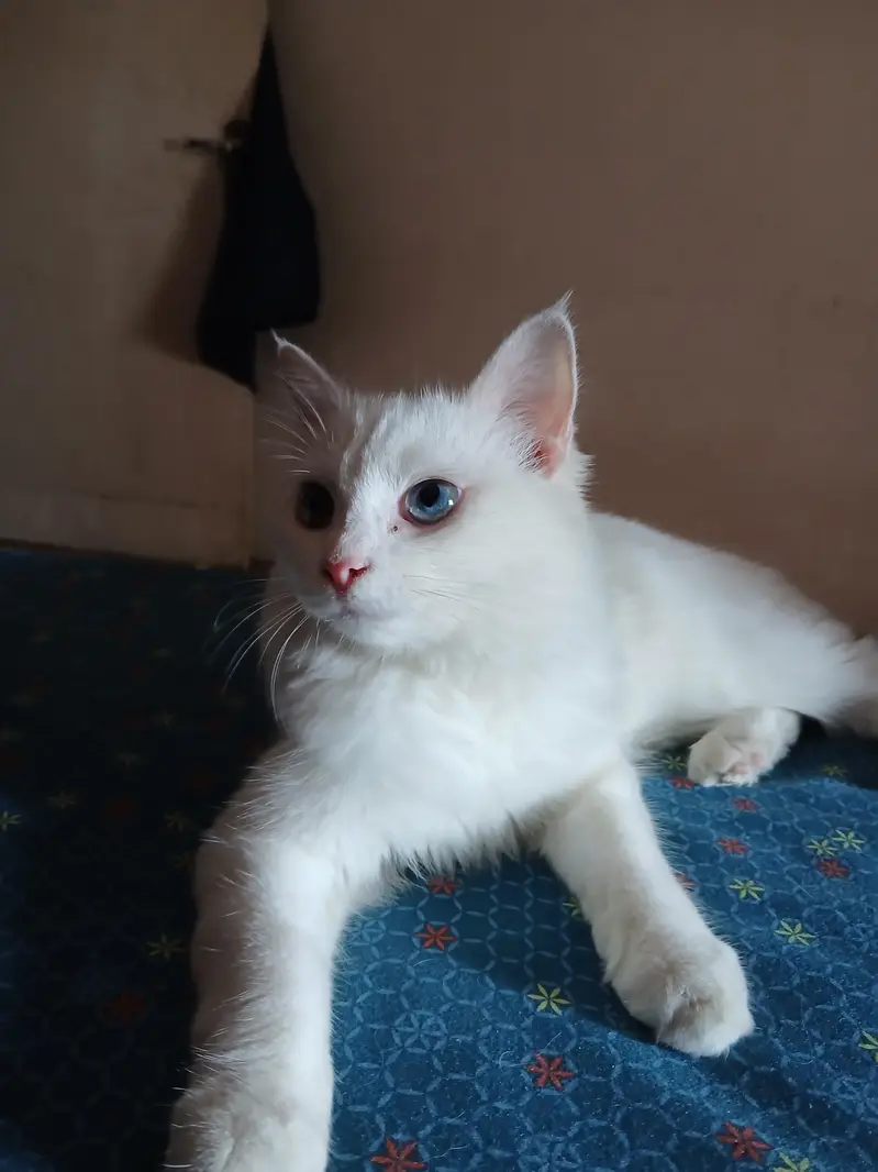 playful adorable litter trained male and female cat — photo 5