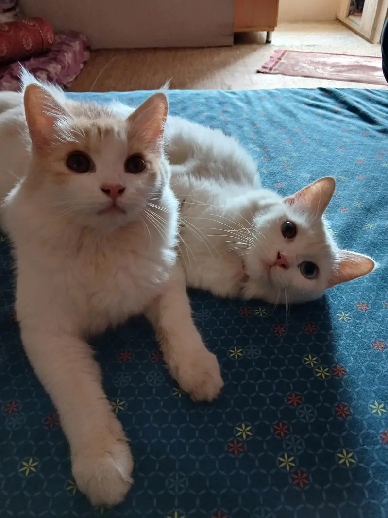 playful adorable litter trained male and female cat — photo 6