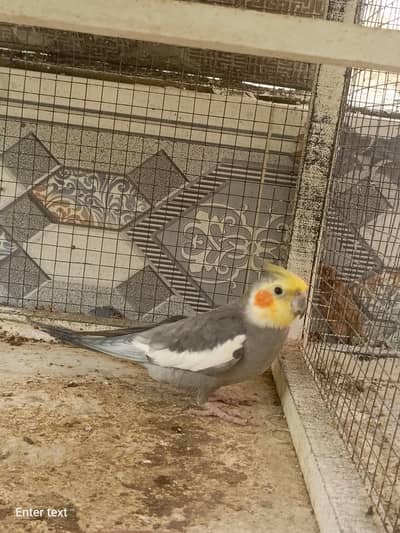 cockatiel dudgies finches dove all sat up for sale
