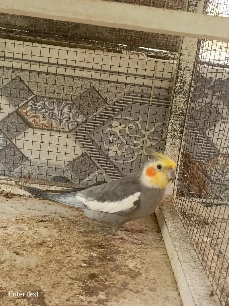 cockatiel dudgies finches dove all sat up for sale