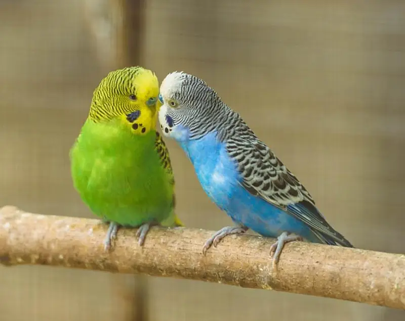 cockatiel dudgies finches dove all sat up for sale — photo 2