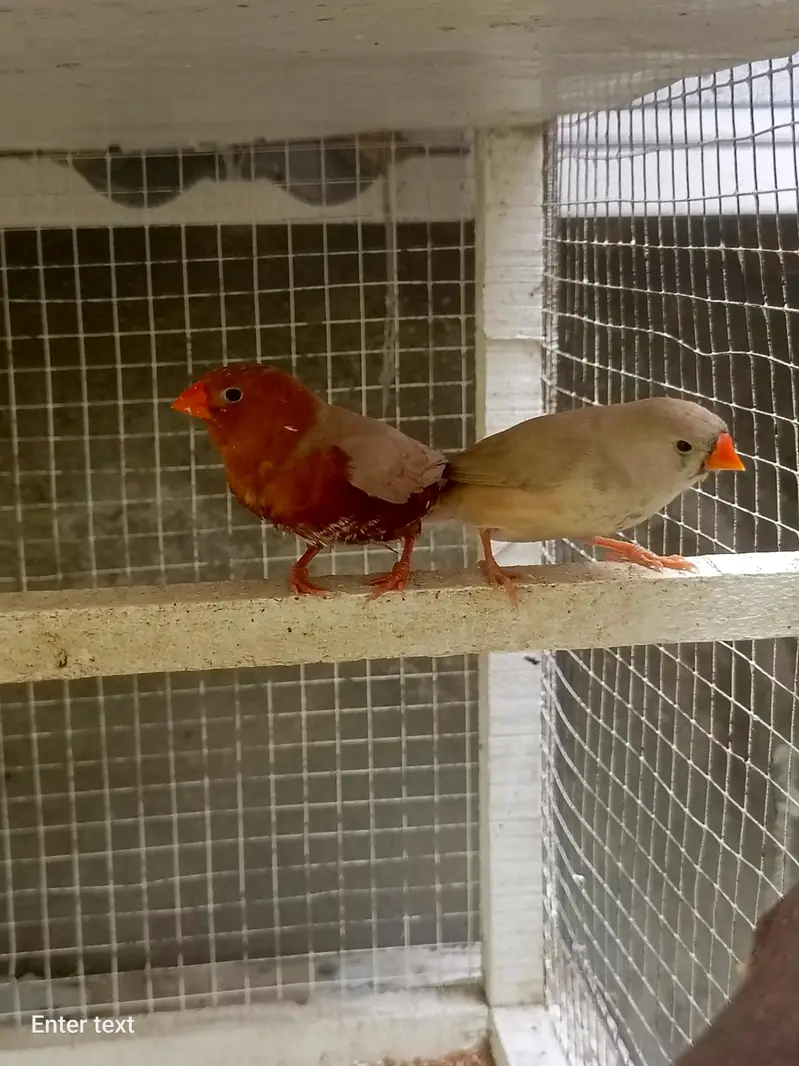 cockatiel dudgies finches dove all sat up for sale — photo 3