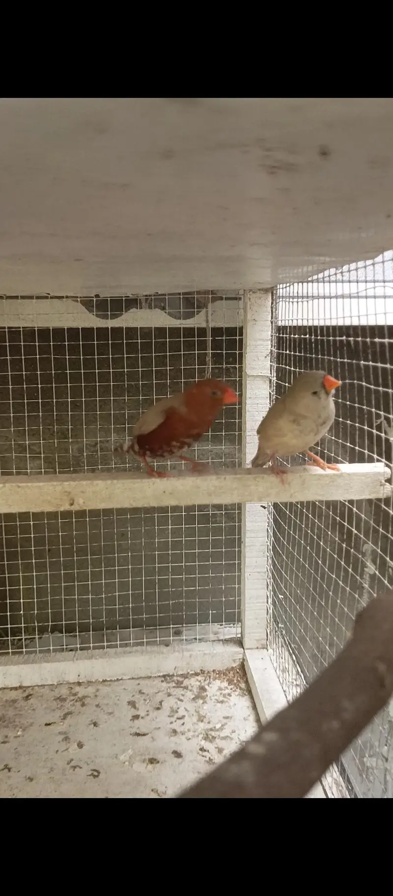 cockatiel dudgies finches dove all sat up for sale — photo 4