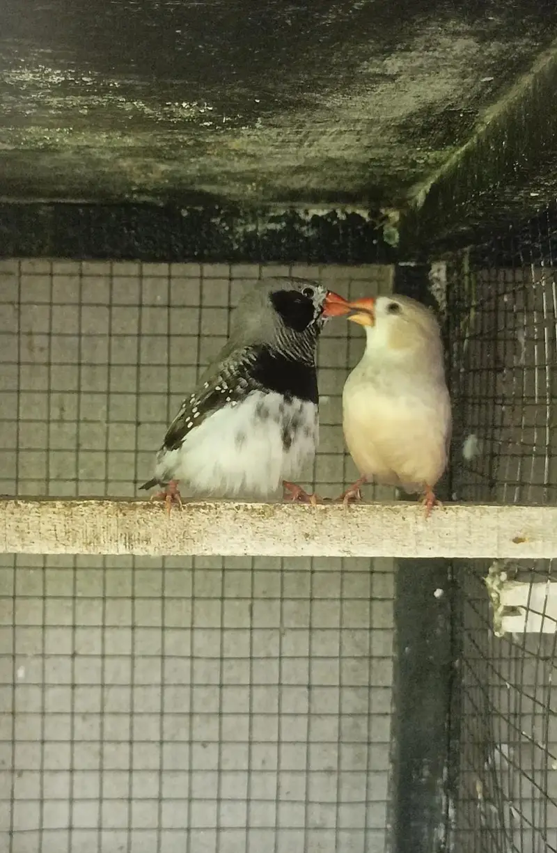 cockatiel dudgies finches dove all sat up for sale — photo 5
