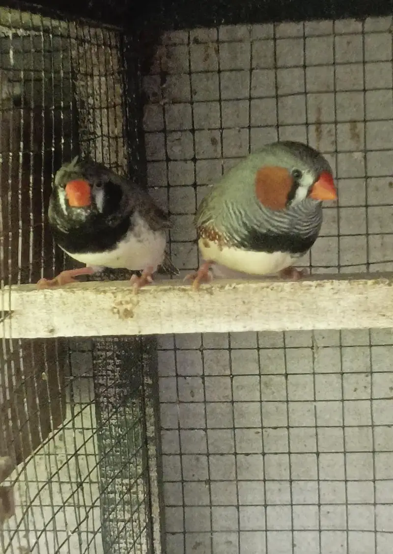cockatiel dudgies finches dove all sat up for sale — photo 6