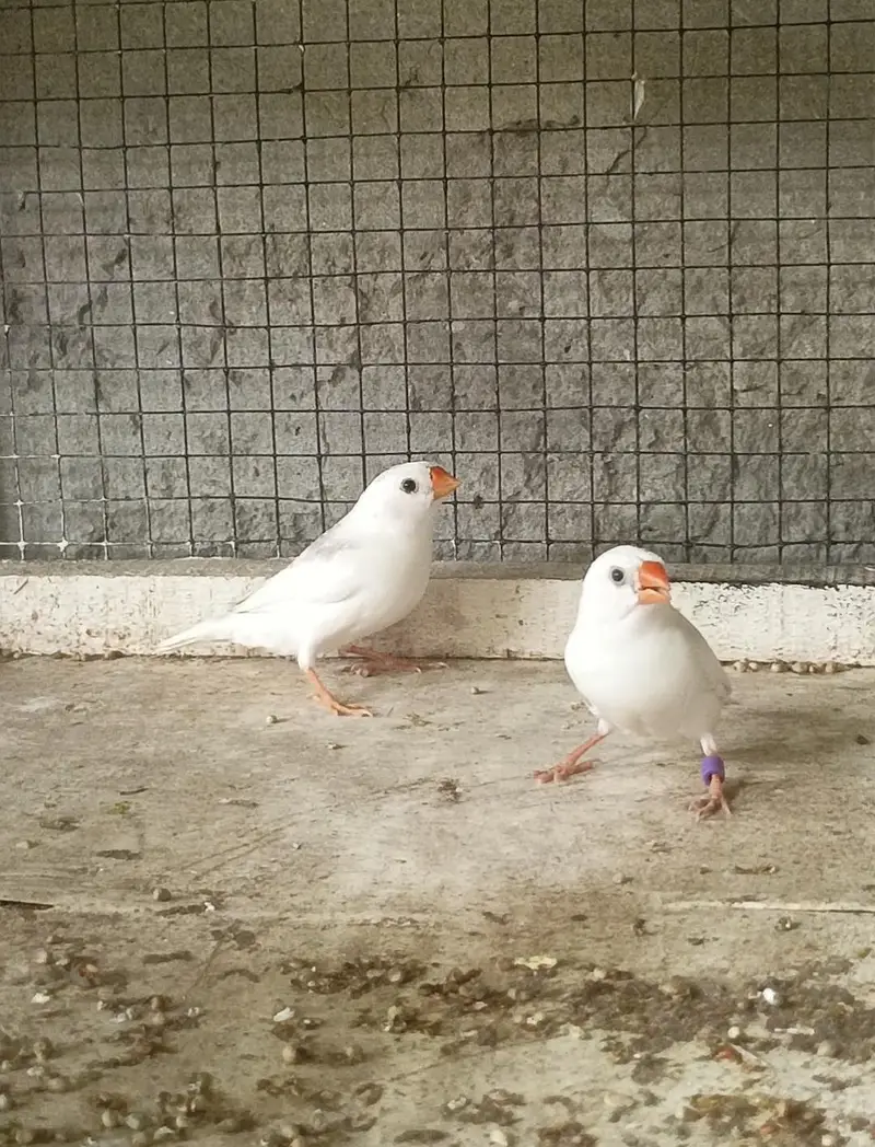 cockatiel dudgies finches dove all sat up for sale — photo 7
