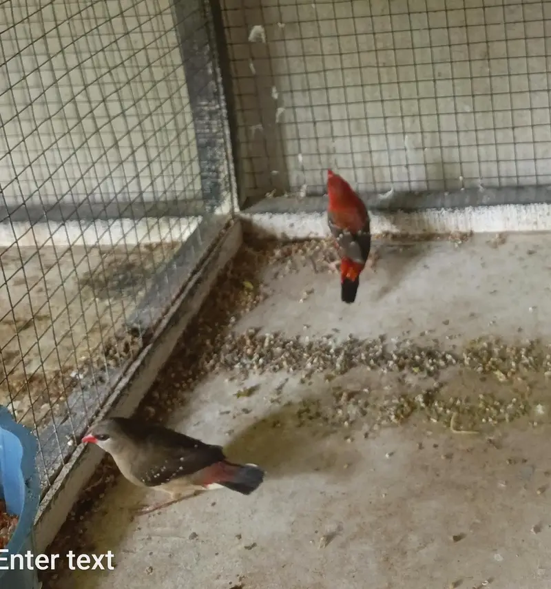 cockatiel dudgies finches dove all sat up for sale — photo 8