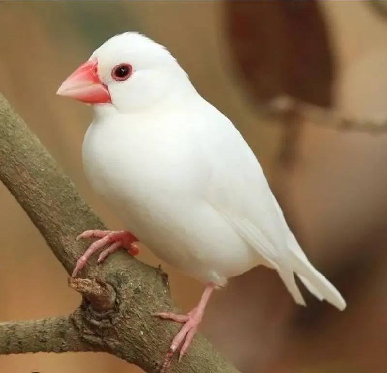 cockatiel dudgies finches dove all sat up for sale — photo 9