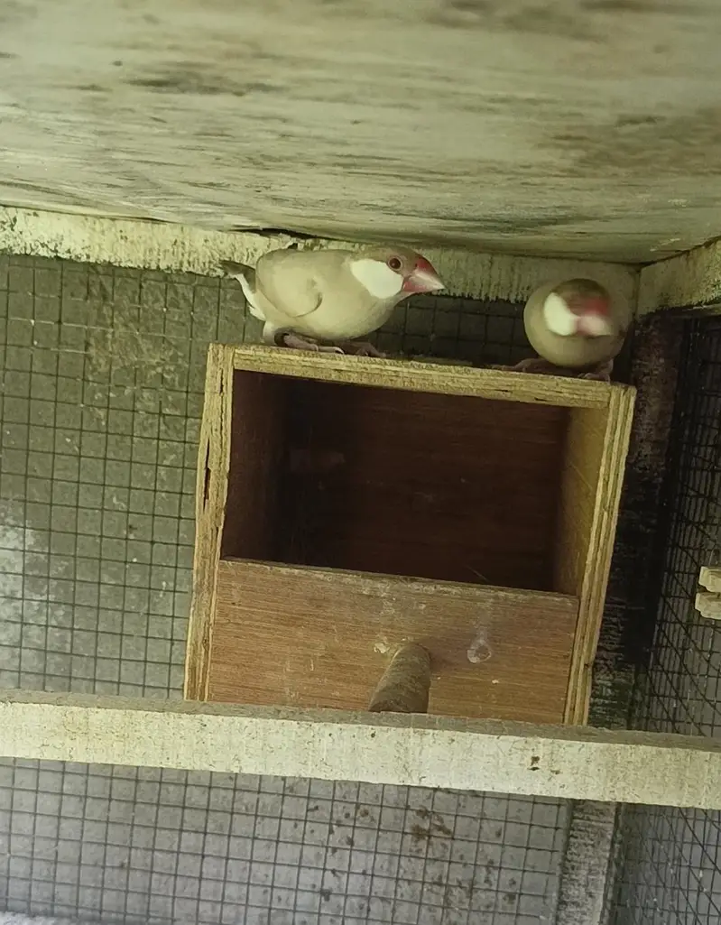 cockatiel dudgies finches dove all sat up for sale — photo 10