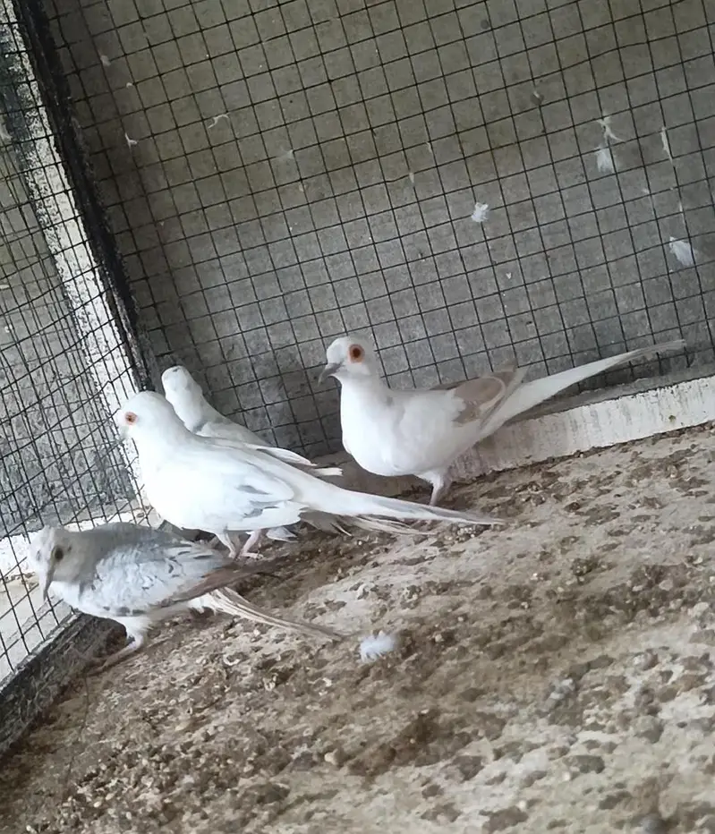 cockatiel dudgies finches dove all sat up for sale — photo 11