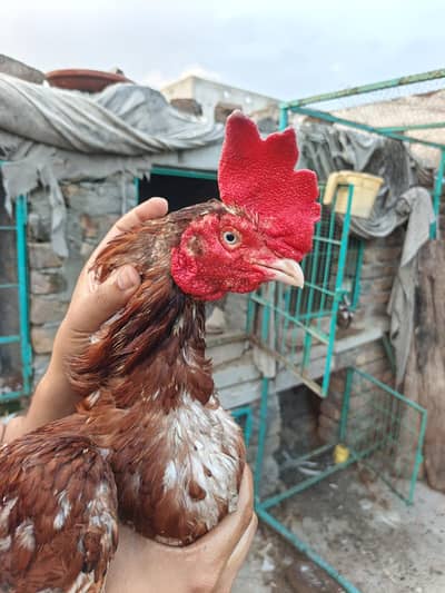 High Quality Double Body Bengum Breeder