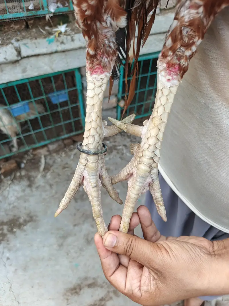 High Quality Double Body Bengum Breeder — photo 3