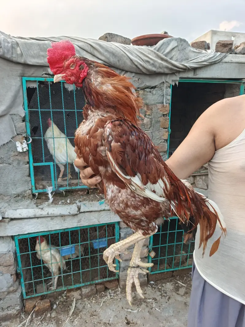 High Quality Double Body Bengum Breeder — photo 5