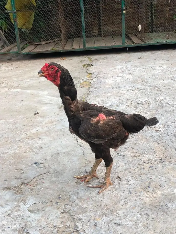 Aseel Shamo hen — photo 2