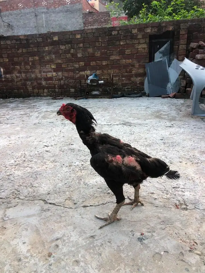 Aseel Shamo hen — photo 3