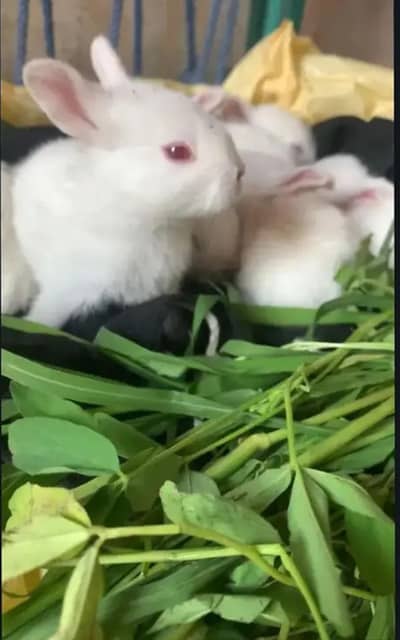 RABBITS RED BABY AVAILABLE